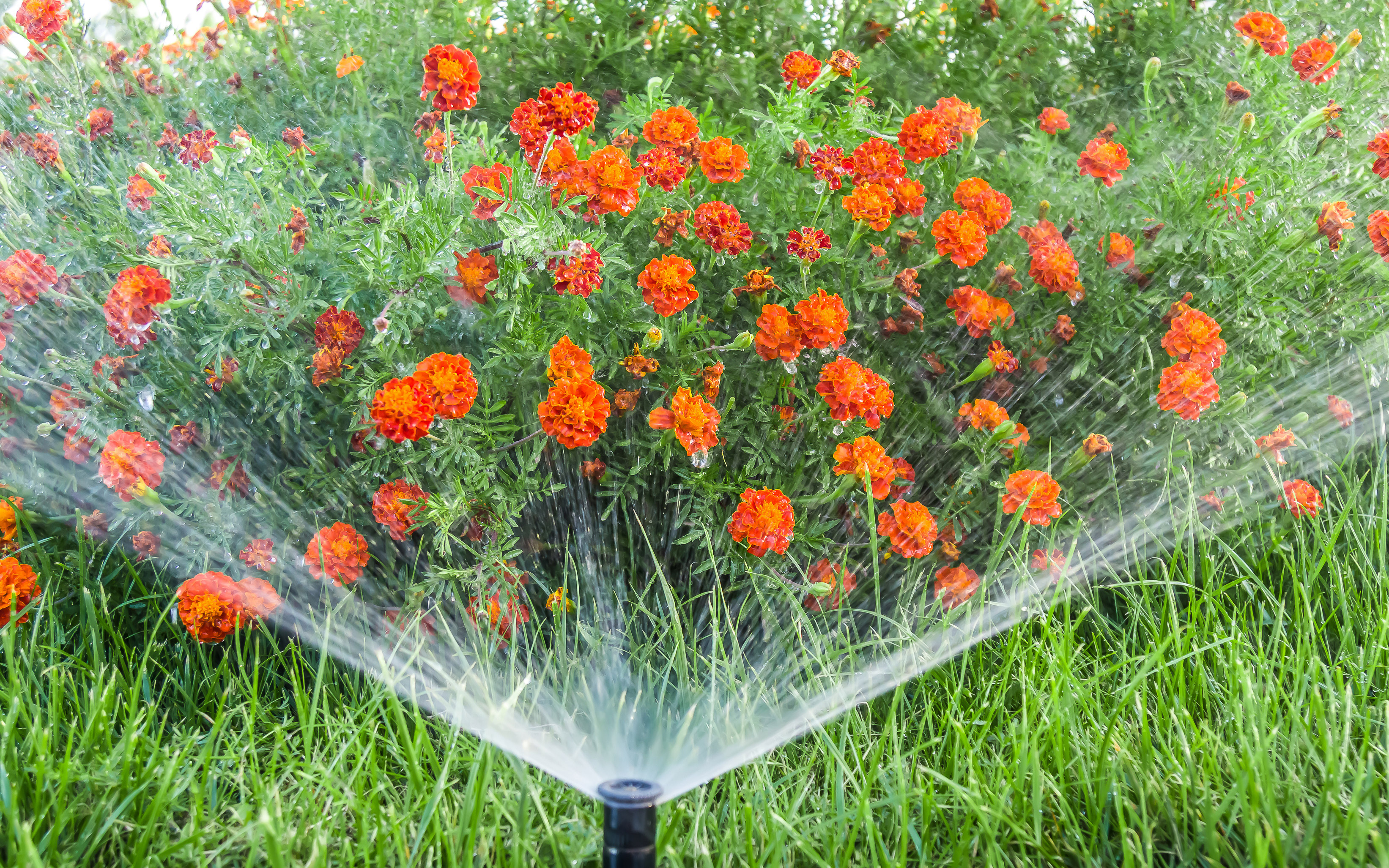 Gartenpumpe am Bewässern